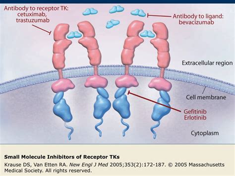 Gefitinib Mechanism Of Action