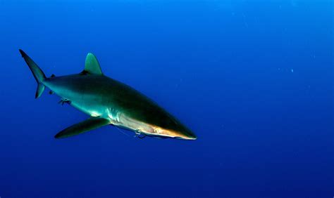 Which species of shark has the sharpest teeth? There's a science ...