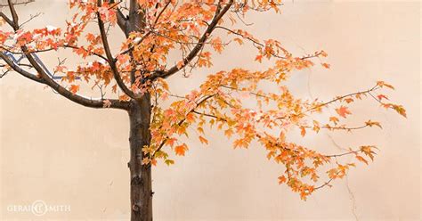 Tree in the middle of the village of Arroyo Seco, NM.