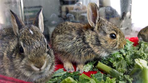 What To Feed A Wild Baby Rabbit - All You Need Infos