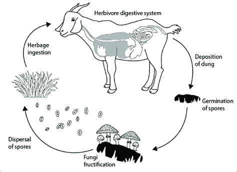 The endocoprophilous life cycle of coprophilous fungi. | Download ...