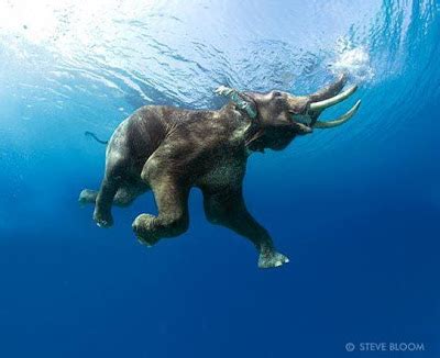 Fogonazos: The swimming elephants