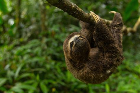 Peruvian Three-toed Sloth in the Amazon : r/sloths