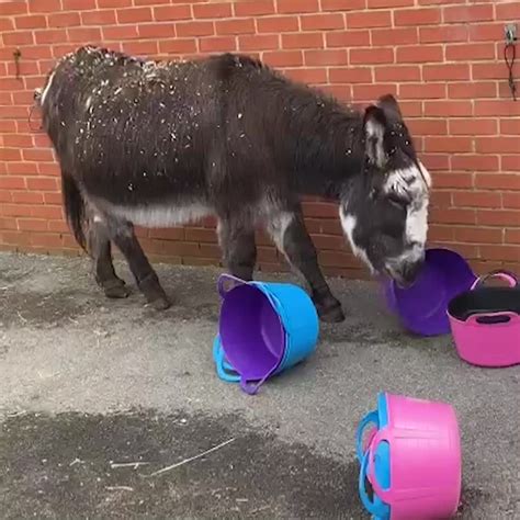 Adoption donkey Tiny Tim playing with buckets, The Donkey Sanctuary Manchester. | Manchester ...