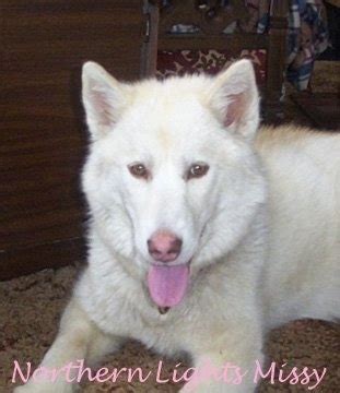 Labrador Husky Dog Breed Information and Pictures