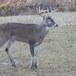 Tarsal Glands on Buck Deer: Dark Spots on Inside of Back Legs | Whitetail Hunting