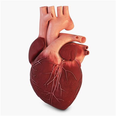 Human Heart 3D model circulatory | CGTrader