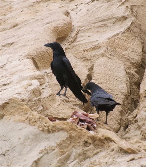 NW Bird Blog: Common Raven