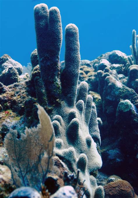 pillar coral | Ocean conservation, Conservation, Ocean