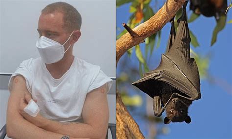 Queensland bat attacks on humans rise: Wet weather and lack of food to blame | Daily Mail Online