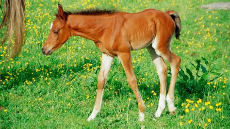 The Differences Between A Filly, Colt, And A Foal.