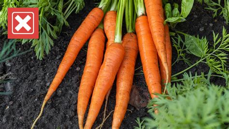 Carrots won't improve vision, but are good for eye health | verifythis.com