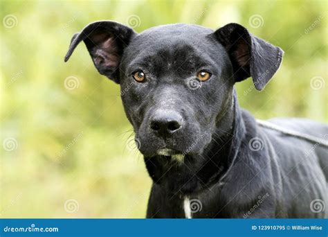 Skinny Black Lab Pitbull Mix Breed Dog Adoption Photograph Stock Image - Image of adoption ...