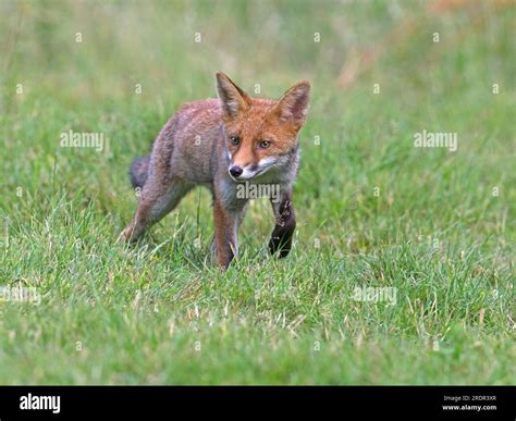 Red fox standing Stock Photo - Alamy