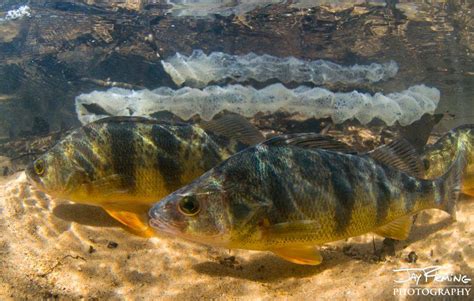 Yellow Perch Study - Magothy River Association