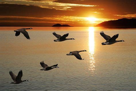 Why Do Geese Fly in V Formations? | Birds, Bird photography, Isle ...