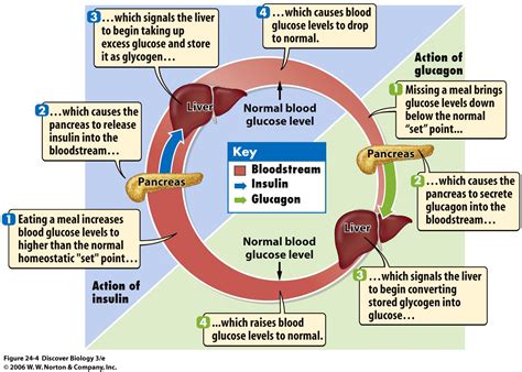 blood sugar feedback loop diagram | Diabetes Inc.