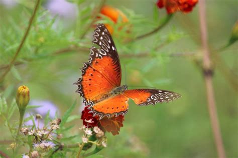 Orange and black butterflies spreading its wings - PixaHive