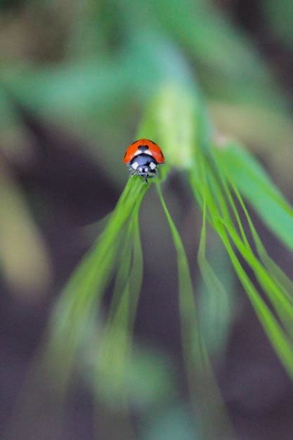 Premium Photo | Close-up of ladybug on plant