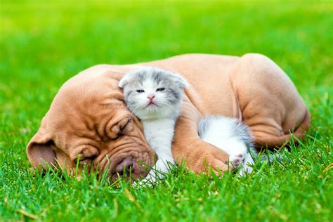 Download Puppy Baby Animal Love Friend Cute Kitten Dog Animal Cat & Dog 4k Ultra HD Wallpaper