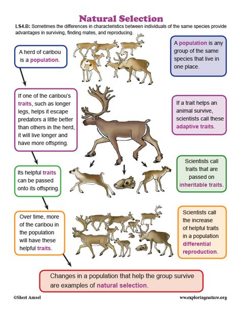 Natural Selection in Caribou - Diagram