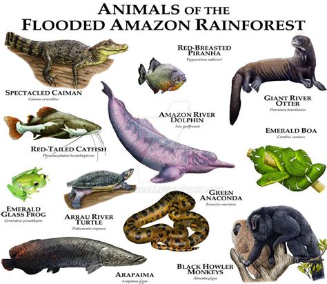 Mammals In The Amazon Rainforest List - Pets Lovers