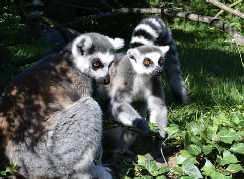 Premium Photo | Lemur in the forest