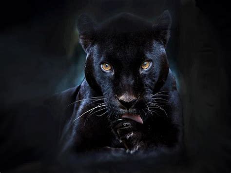 Black Panther Live Wallpaper 2.5 APK Download - Android Personalization ...