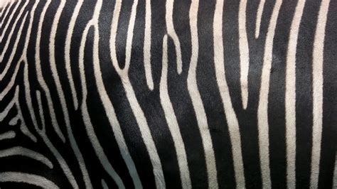 Zebra skin. 1275384 Stock Video at Vecteezy