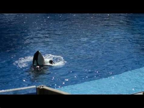 Trainer Dawn Brancheau with Tilikum at Sea World/Orlando - YouTube