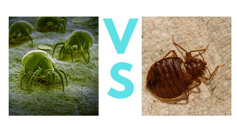 Dust Mites VS Bed Bugs: A Complete Guide with Photos