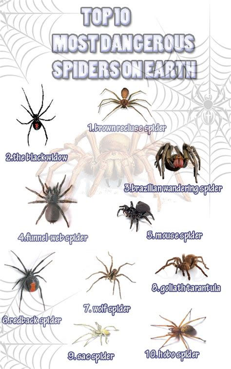 Poisonous Texas Spiders Identification Chart