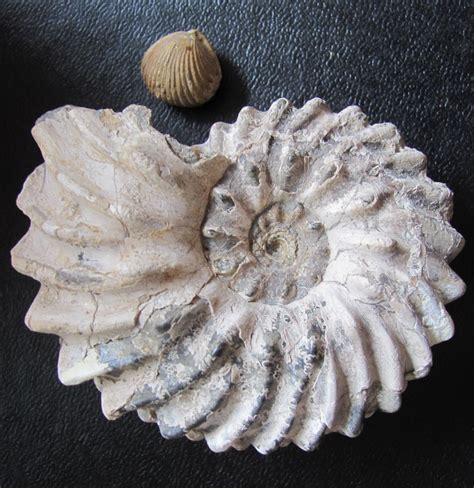 Fossil of the Month