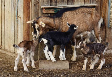 Kambing Kacang Yang Murah Meriah Namun Banyak Diminati Orang