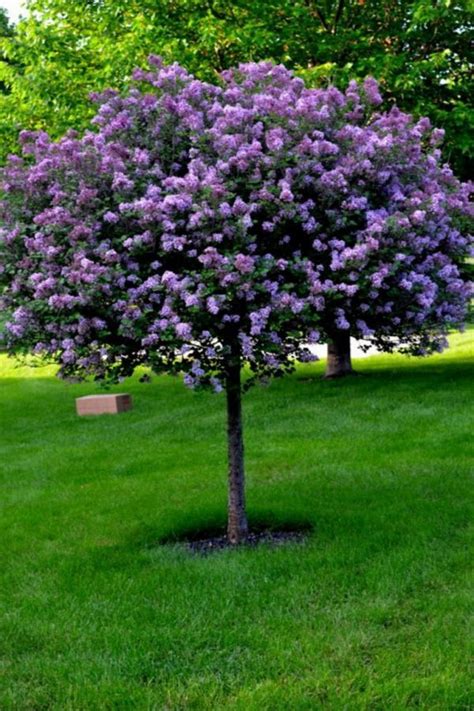 20+ Small Trees For Front Yard - MAGZHOUSE