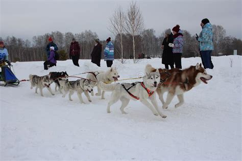 Russia, a Team of Northern Sled Dogs Runs through the Snow Carrying a Husky Man Editorial Stock ...