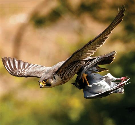 FREE FALLIN' HUNTING PEREGRINES