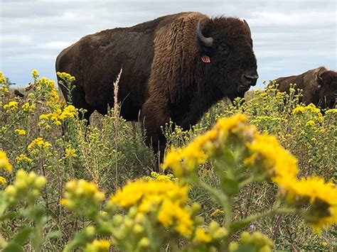 Reintroducing bison to grasslands increases plant diversity, drought ...