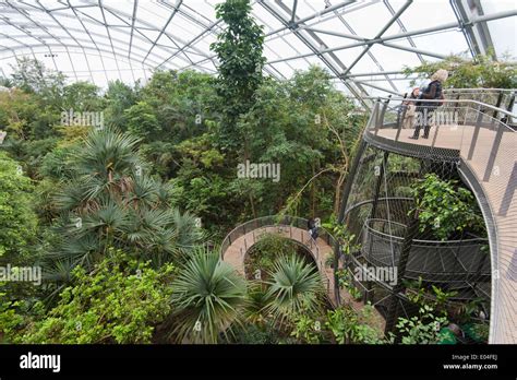 "Skywalk" of the Masoala rainforest hall in Zurich zoo Stock Photo - Alamy