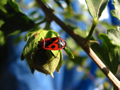 Insect Bud Macro - Free photo on Pixabay - Pixabay