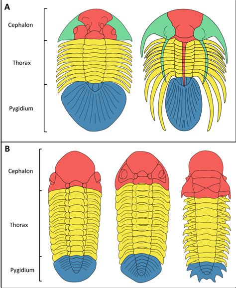 Generalised trilobite anatomy, not to scale. A: (left) Cavetia ...