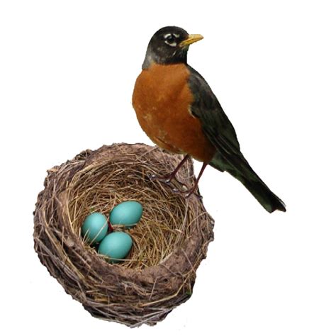 Nest clipart speckled egg, Nest speckled egg Transparent FREE for download on WebStockReview 2024