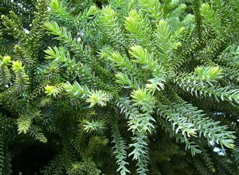 2020 Wholesale high quality seeds tropical Araucaria cunninghamii Sweet seeds,China price ...