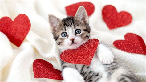 Valentine’s Day Can Be Toxic for Pets - HIGHlands Veterinary Hospital