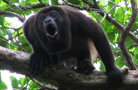 A Parable: Why Belize’s Howler Monkeys are Having the Last Scream - Belize News and Opinion on ...