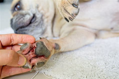 Home Remedies For Dog Paw Infection