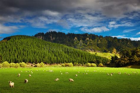 New Zealand Landscape, North Island Stock Photo - Image of island, landscape: 42472338