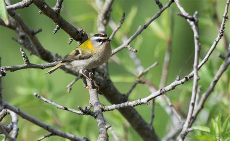 Common Firecrest | Greek Nature Encyclopedia