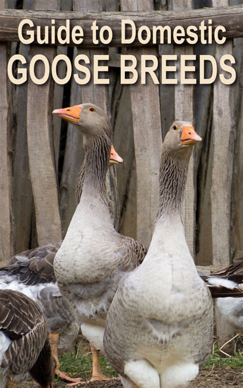 Guide to Domestic Goose Breeds - Backyard Poultry