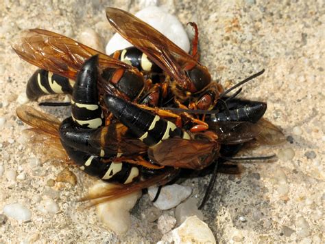 Cicada Killer Wasp Map